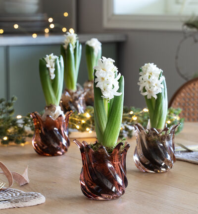 1 stk Svibel Floral Fantasy 1 stk Svibel Floral Fantasy